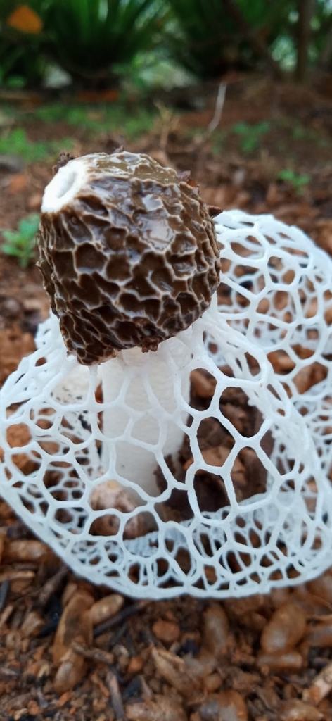 Phallus indusiatus · November 2021 · photo: © carlosvidigal (iNaturalist, cc-by-sa)