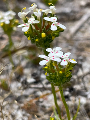 Stylidium guttatum