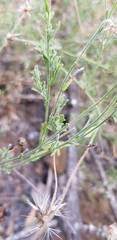 Vittadinia cuneata