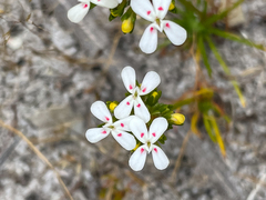 Stylidium guttatum