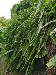 Nephrolepis copelandii