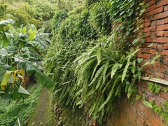 Nephrolepis copelandii