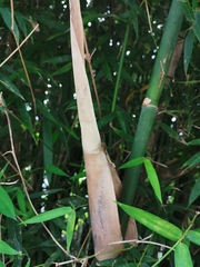 Bambusa pachinensis