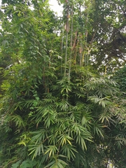 Bambusa pachinensis