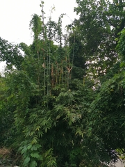 Bambusa pachinensis