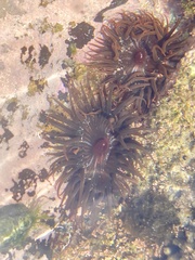 Anemonia natalensis