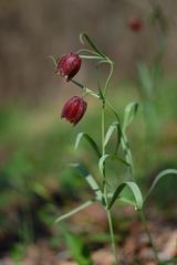 Fritillaria montana