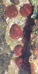 Actinia ebhayiensis