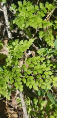 Adiantum atroviride