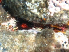 Echinometra lucunter