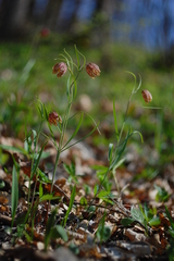 Fritillaria montana