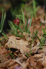 Fritillaria montana