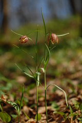 Fritillaria montana