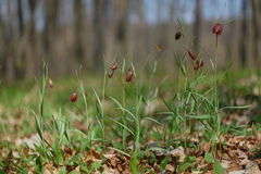Fritillaria montana
