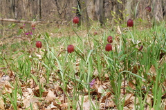Fritillaria montana