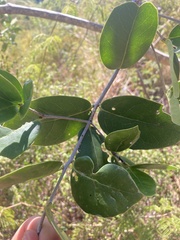 Elaeodendron xylocarpum