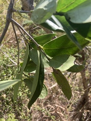 Elaeodendron xylocarpum