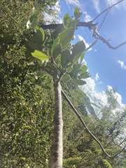 Elaeodendron xylocarpum