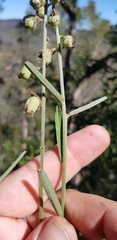 Crotalaria montana