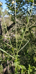 Crotalaria montana