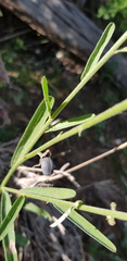 Crotalaria montana