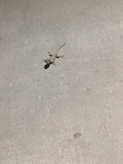 Hemidactylus platyurus