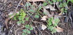 Daucus glochidiatus