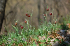 Fritillaria montana