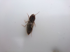 Agriotes lineatus