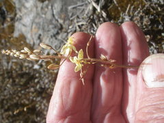 Bulbine favosa