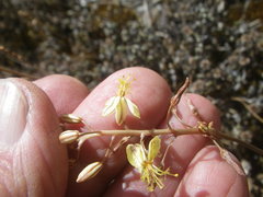 Bulbine favosa