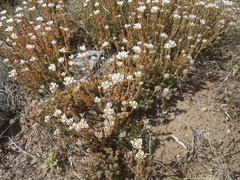 Crassula undulata
