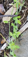 Galium leptogonium