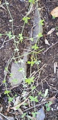 Galium leptogonium