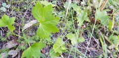 Hydrocotyle acutiloba