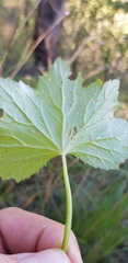 Hydrocotyle acutiloba