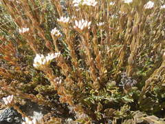 Crassula undulata