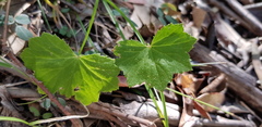 Hydrocotyle acutiloba