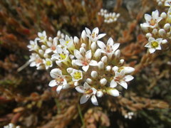 Crassula undulata