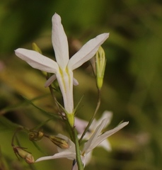 Lobelia hypsibata