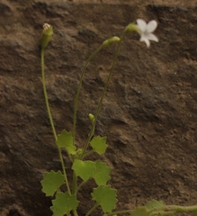 Wimmerella pygmaea