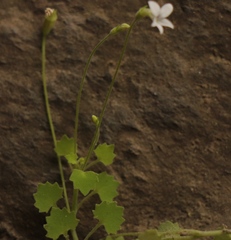Wimmerella pygmaea