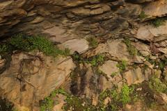 Wimmerella pygmaea