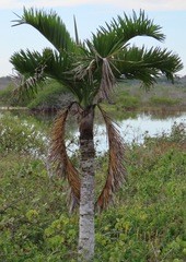 Pseudophoenix sargentii