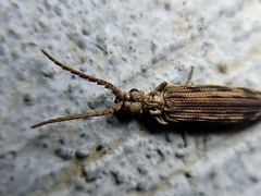 Prolixocupes lobiceps