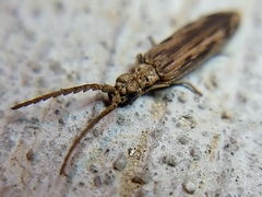 Prolixocupes lobiceps