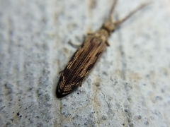 Prolixocupes lobiceps