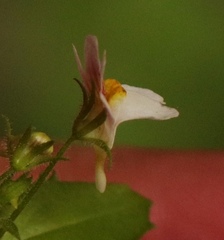 Nemesia deflexa