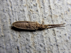 Prolixocupes lobiceps