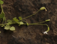 Wimmerella pygmaea